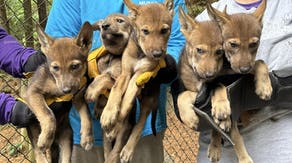 Critically endangered red wolves make interstate journey in race to save species