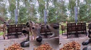 Must watch: Curious deer learns not to mess with a ‘hangry’ raccoon and its snacks
