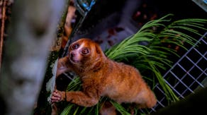 Venomous animal with an adorable appearance makes remarkable comeback after nearly 90 years