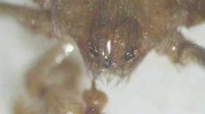 Venomous spiders lurking inside DC government buildings have surprising benefits, expert says
