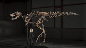 Second most valuable dinosaur fossil in the world is sold for over $47 million