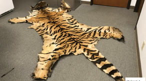 Lion teeth, bear gallbladders and cougar bones: California couple sentenced in w