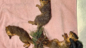 Indiana wildlife rescue performs life-saving surgery on trio of baby squirrels with tails tangled together