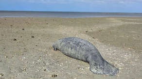 Florida manatee left stranded as extreme low tide reveals hidden danger of King Tides
