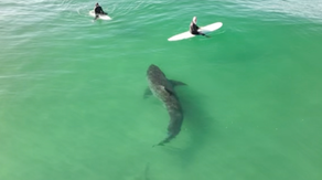 See it: Monster great white shark splashes California surfers as it lurks just feet away