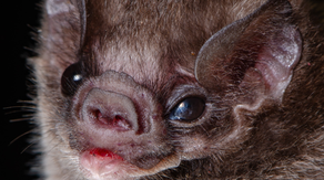Forget spooky: These bats are competing for the ultimate beauty title this Halloween