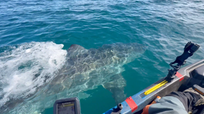 Watch: Great white shark gives kayaker fright of his life while fishing off California coast