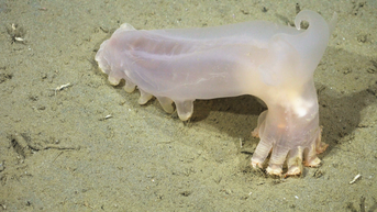 Se han descubierto decenas de nuevas especies marinas que acechan en las profundidades del océano - Fox News
