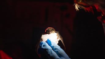 Rare, deadly 'white-nose' bat disease confirmed at popular national park - Fox News