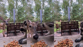Must Watch: Curious deer learns not to mess with a ‘hangry’ raccoon and its snacks - Fox News