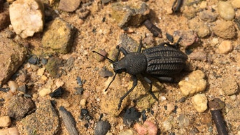 Terrifying swarm of biting beetles race toward wildfires in massive horde - Fox News