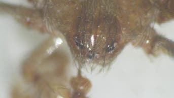 Venomous spiders discovered hiding deep inside government offices - Fox News