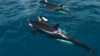 Massive killer whale 'Macho' makes waves off coast alongside pod of orcas - Fox News