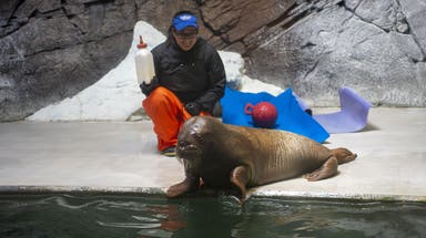 Watch: Orphaned baby walrus rescued in Alaska finds new home over 4,000 miles away in Florida