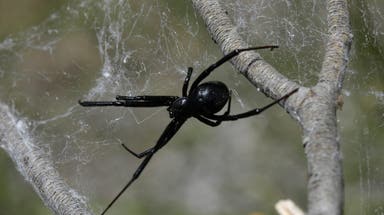 Venomous spiders have a surprising survival secret that has scientists taking notice