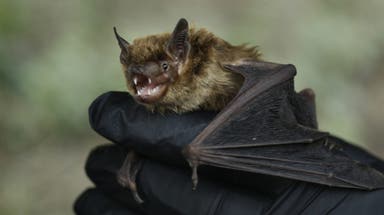 Rabies concerns grow after record number of infected bats found in Los Angeles