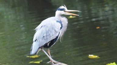 Bird rarely seen in North America makes surprise appearance in popular Maine seaside town