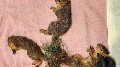 Indiana wildlife rescue performs life-saving surgery on trio of baby squirrels with tails tangled together