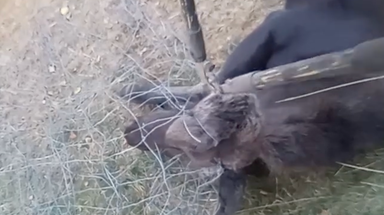 Watch: Idaho deputy races to rescue young moose trapped in wire