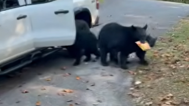 Watch: Bear family raids pickup truck in Tennessee, helping themselves to snacks and beer