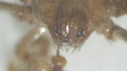 Venomous spiders lurking inside DC government buildings have surprising benefits, expert says