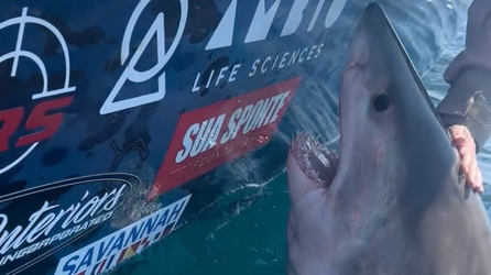 Watch as a great white shark thrashes, lunges at woman after she reaches out to pet the marine apex predator