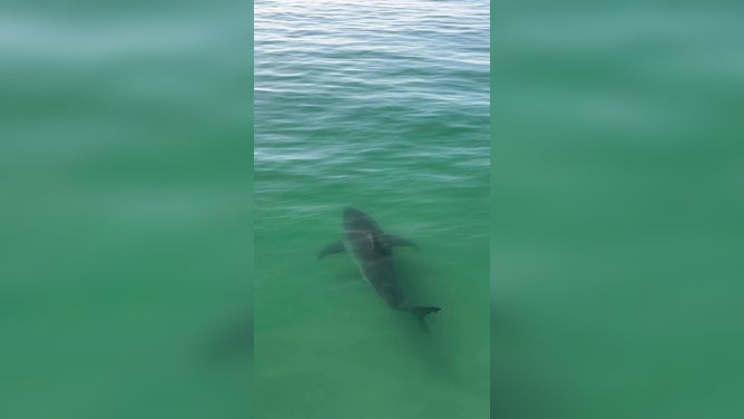 A large great white shark splashed surfers in Pismo Beach, California, on Oct. 28, 2026.