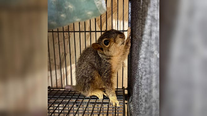 The squirrels tails are only about an inch long now.