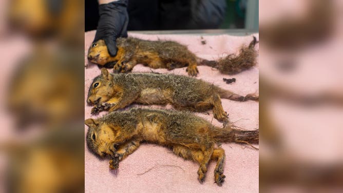 Charles, Solomon and Francesa right after their surgery.