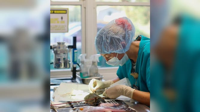 ReWilding Indiana vets performing surgery on the three squirrels.