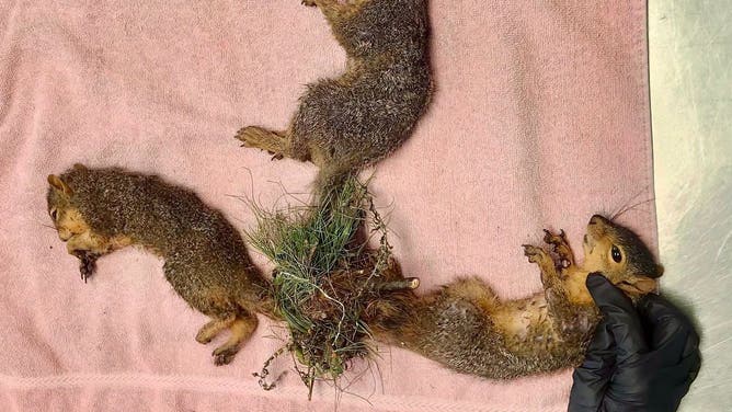 The squirrels all tangled up in a squirrel king.