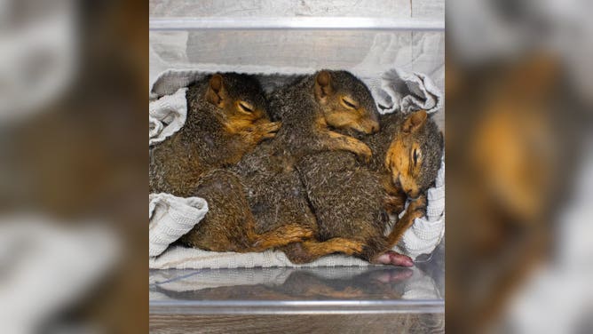The three squirrels all cuddled up together after their surgery.