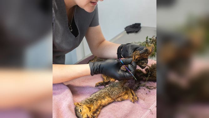 ReWIlding vet works to cut apart the extra materials in the tail.