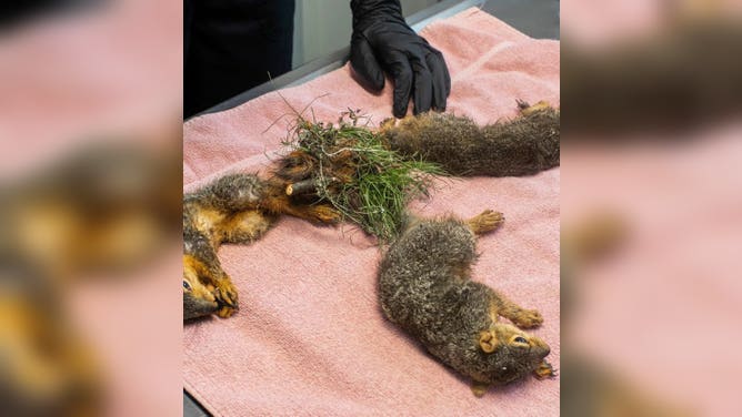 The squirrels were tangled up with grass, leaves and other materials from their nest.