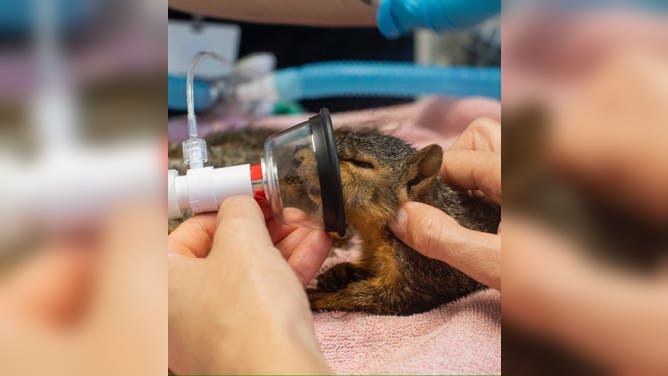 One of the squirrels getting oxygen.