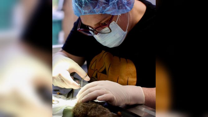 One of the vets works to separate the squirrels.