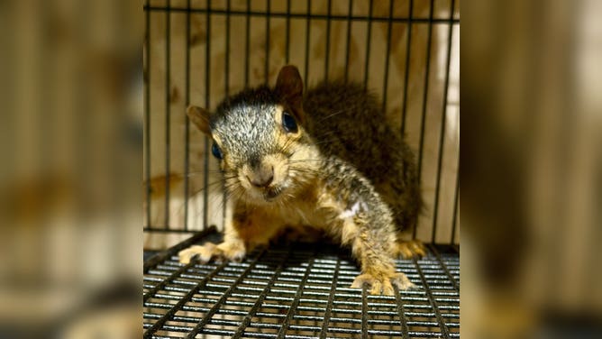 One of the squirrels in its cage after surgery.