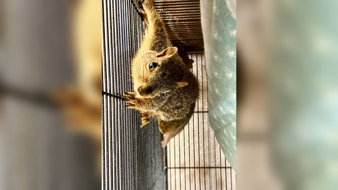 The squirrels are eating, drinking and climbing.