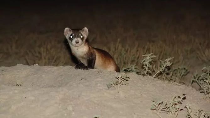 Black-footed Ferret's eyes shine a bright emerald green.