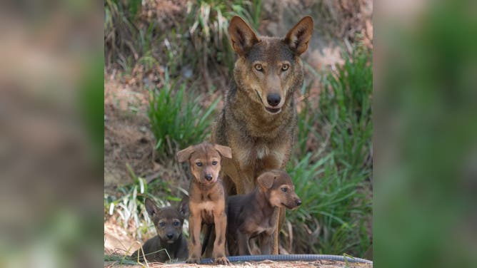 One of the wolf parents and some of their puppies.