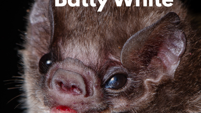 Batty white, the hairry-legged vampire bat (Diphylla ecaudata). 