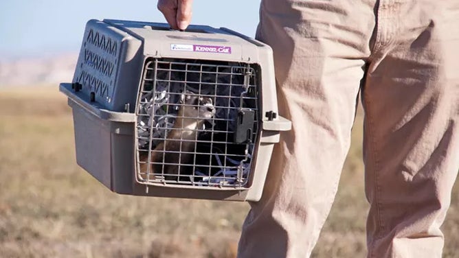After being declared extinct, Black-footed Ferrets were reintroduced to Badlands National Park, where they thrive today.