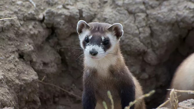 Black-footed Ferrets live in prairie dog towns, living in abandoned burrows.