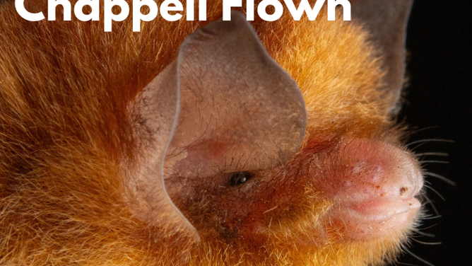 Chappell Flown, the Mexican greater funnel-eared bat (Natalus mexicanus).