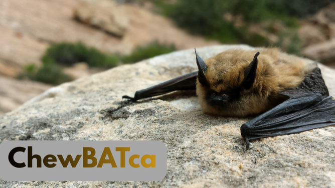 Big brown bat (ptesicus fuscus) ChewBATca. 