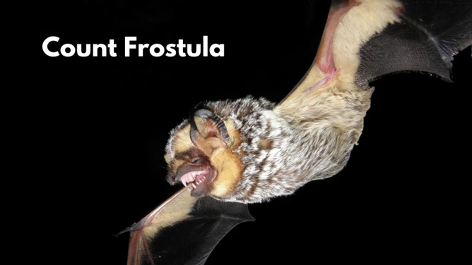 Count Frostula the hoary bat (Lasiurus cinereus).