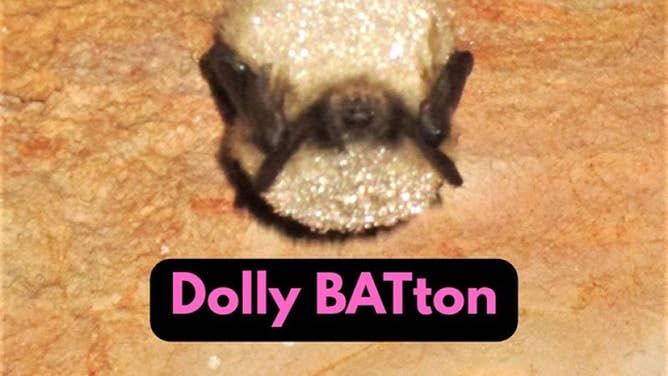 Dolly BATton, the Western small-footed bat. 