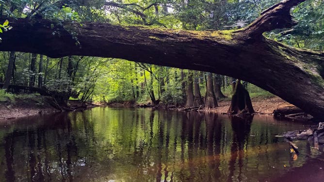 Congaree National Park in South Carolina