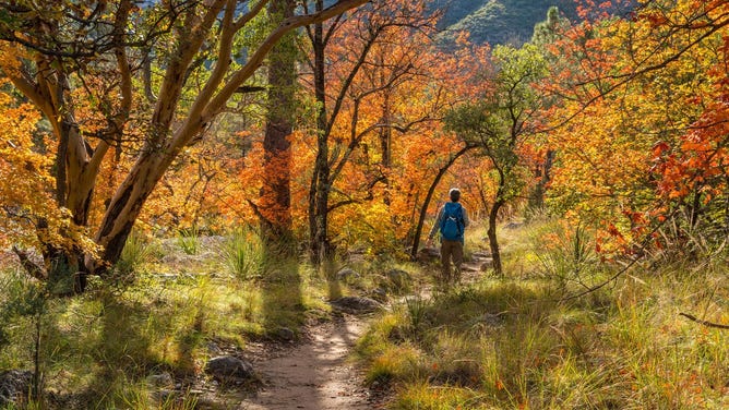 Fall colors in McKittrick Canyon in Guadalupe Mountains National Park.