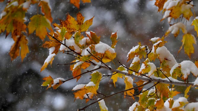 FREDERICK, MD - NOVEMBER 15: Autumn leaves get a coating of snow during the first snowfall of the season November 15, 2018 in Frederick, MD.